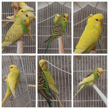 6 jonge grasparkieten.  beschikbaar voor biedingen