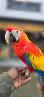 Geelvleugel x catalina