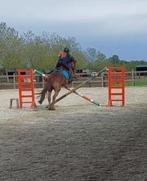 Halve stal/ verzorgpaard gezocht, Dieren en Toebehoren
