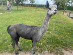 Hengst ter dekking