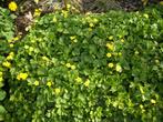 Waldsteinia, Pachysandra en andere bodembedekkers, Ophalen, Bodembedekkers, Vaste plant, Halfschaduw