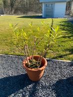 Mooie oleander., Tuin en Terras, Ophalen of Verzenden