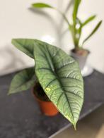 Alocasia platinum variegata, Ophalen