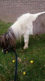 Weide/paddock gezocht shetlander, 1 paard of pony, Weidegang