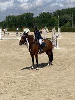 Cheval d’obstacle, Dieren en Toebehoren, Paarden, Merrie, 160 tot 165 cm, Springpaard, 7 tot 10 jaar