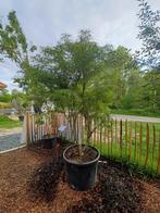 Acer palmatum “Koto-no-ito”  japanse esdoorn, Ophalen, Halfschaduw