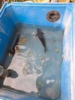 4 japanse koi, Dieren en Toebehoren, Vissen | Vijvervissen