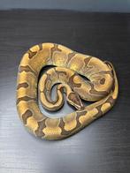 1.0 enchi red stripe dh hypo puzzle, Dieren en Toebehoren, Slang, Tam, 3 tot 6 jaar