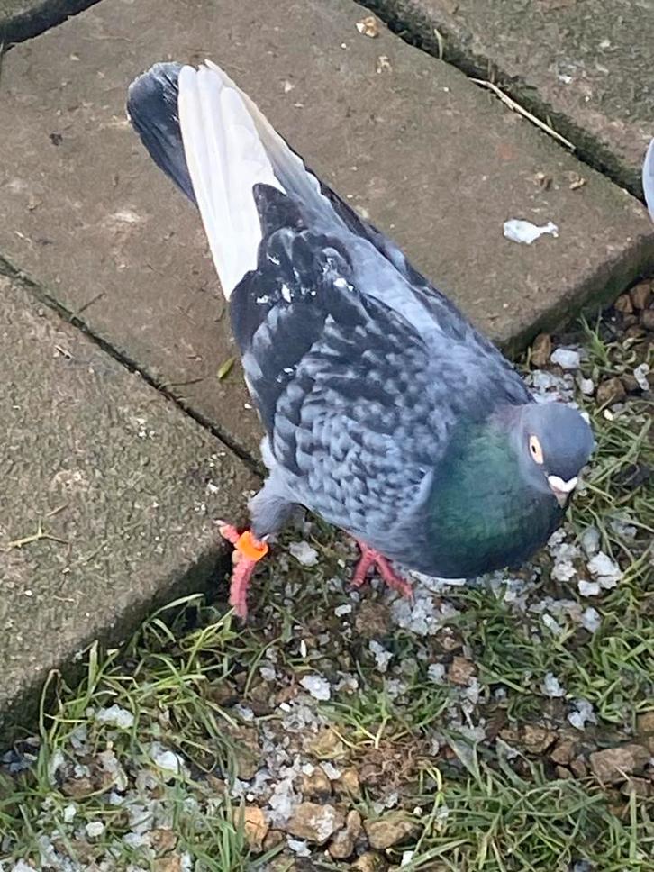 Duiven kutat, Dieren en Toebehoren, Vogels | Overige Vogels