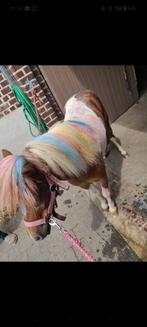 Lieve pony merrie, Dieren en Toebehoren, Pony's