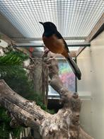 Man Shamalijster, Dieren en Toebehoren, Vogels | Overige Vogels, Geringd