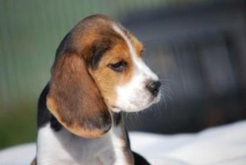 Beagle pups, Dieren en Toebehoren, Beagle, 15 weken tot 1 jaar, Buitenland, CDV (hondenziekte)