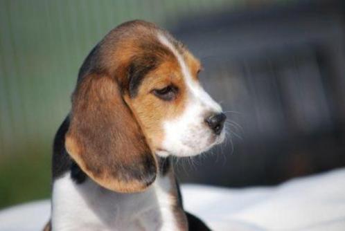 Beagle pups, Dieren en Toebehoren, Honden | Beagles, Bassets en Lopende honden, Meerdere dieren, Beagle, Fokker | Professioneel