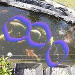 Vijvervissen, Dieren en Toebehoren, Vissen | Vijvervissen, Karper of Koi