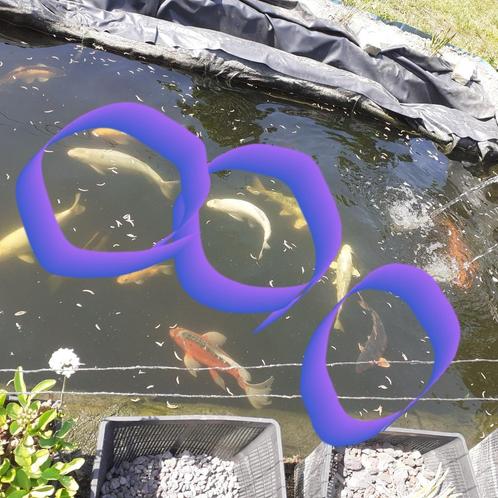 Vijvervissen, Dieren en Toebehoren, Vissen | Vijvervissen, Karper of Koi