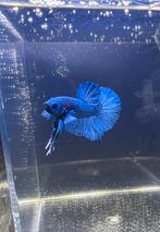 Betta HMPK Plaket poisson Blue, Animaux & Accessoires, Poissons | Poissons d'aquarium, Poisson, Poisson d'eau douce
