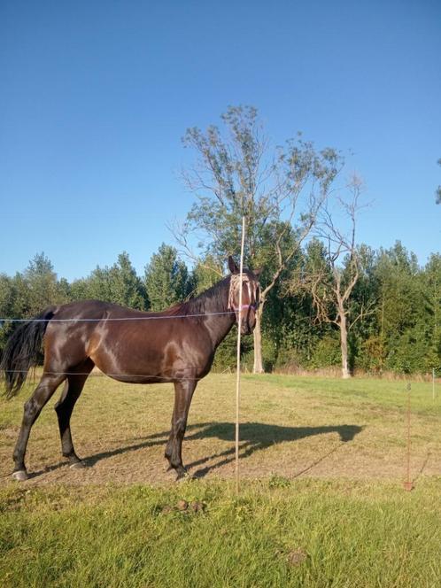 PAARD  merrie 3 jaar ,top afstamming  springpaarden, Dieren en Toebehoren, Pony's, Merrie, M