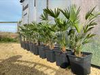 Trachycarpus Fortunei en Wagnerianus, Tuin en Terras, Planten | Tuinplanten, Ophalen