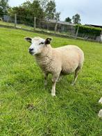 Ram lam, Mouton, Mâle, 0 à 2 ans