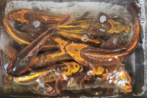 🧐Beverkoi = Japans-Belgische koi GHOST GOLD✨, Dieren en Toebehoren, Vissen | Vijvervissen