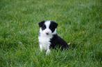 Border collie pups geboren op boerderij, Particulier, 8 à 15 semaines, Colley, Plusieurs