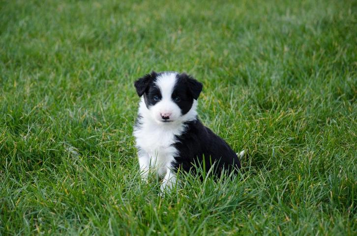 Border collie pups geboren op boerderij, Animaux & Accessoires, Chiens | Bergers & Bouviers, Plusieurs animaux, Colley, Particulier