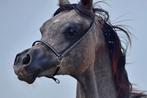 Prachtige Arabische Volbloed hengst ( Arabier), Dieren en Toebehoren, Hengst, Niet van toepassing, Gechipt, 0 tot 2 jaar