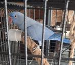 Halsbandparkiet, Dieren en Toebehoren, Vogels | Parkieten en Papegaaien, Parkiet