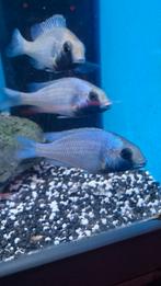 Placidochromis giseli, cichliden, Dieren en Toebehoren, Vis, Zoetwatervis