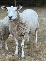 2 zuivere Swifter ooien., Dieren en Toebehoren, Schaap