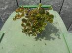 planten, Tuin en Terras, Overige soorten, Volle zon, Vaste plant, Ophalen of Verzenden