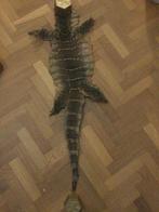 Vintage 1940-50 Huit van een  Varaan 90 cm, Ophalen of Verzenden, Gebruikt, Reptiel of Amfibie