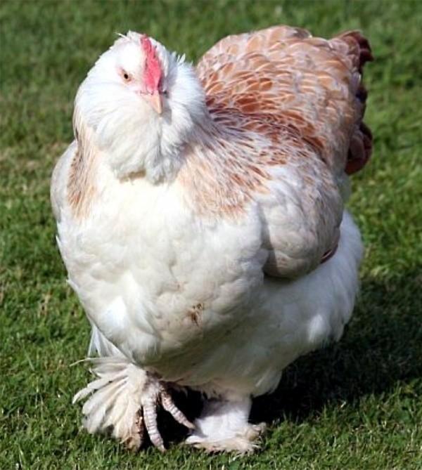 Faverolles kippen jonge hennen beschikbaar, Animaux & Accessoires, Volatiles, Poule ou poulet, Femelle