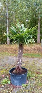 Trachycarpus fortunei palmboom, Tuin en Terras, Planten | Bomen, Ophalen of Verzenden, In pot, Palmboom
