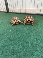 Landschildpadden te koop, Dieren en Toebehoren, Reptielen en Amfibieën