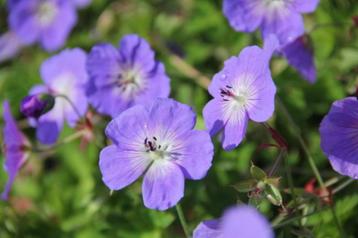 Tuingeranium 'Rozanne' beschikbaar voor biedingen