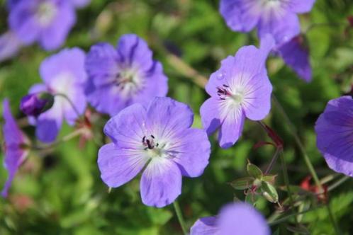 Tuingeranium 'Rozanne', Tuin en Terras, Planten | Tuinplanten, Bodembedekkers, Halfschaduw, Ophalen