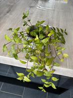 5 kamerplanten te koop, Ophalen, Overige soorten, Halfschaduw, Minder dan 100 cm
