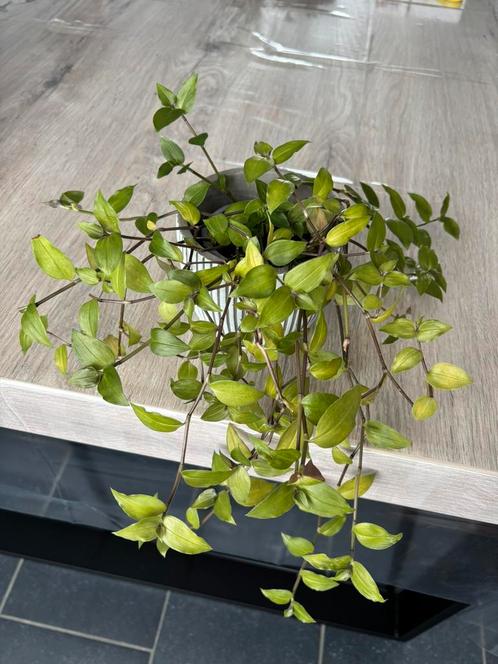 3 kamerplanten te koop, Huis en Inrichting, Kamerplanten, Overige soorten, Minder dan 100 cm, Groene kamerplant, Halfschaduw, Ophalen