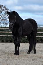 UNIQUE ! Jument murgese super douce et mignonne, Avec pedigree, Poney de récréation, Non dressé, Poney E (1.48 m - 1.57m)