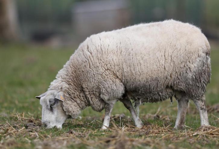 Bokken van schaap te koop, Dieren en Toebehoren, Schapen, Geiten en Varkens, Schaap, Mannelijk, 0 tot 2 jaar