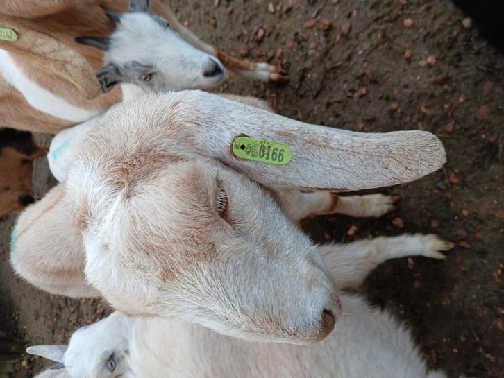 Lieve nubische geit, Dieren en Toebehoren, Schapen, Geiten en Varkens, Geit