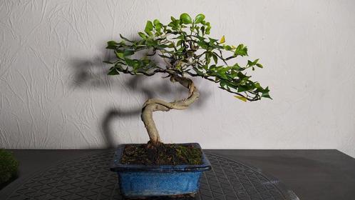 2 bonsai's + pot, Huis en Inrichting, Kamerplanten, Bonsai, Ophalen