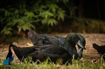 1 prachtige Intenco zwarte Indische loopeend woerd beschikbaar voor biedingen