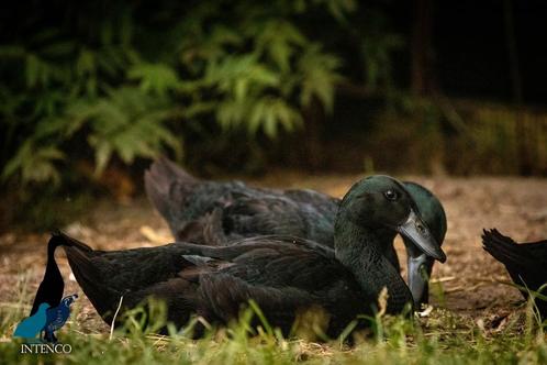 1 prachtige Intenco zwarte Indische loopeend woerd, Dieren en Toebehoren, Pluimvee