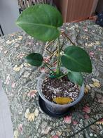 Monstera Deliciosa, Huis en Inrichting, Ophalen