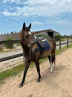6jarige zangersheide merrie, Dieren en Toebehoren, Paarden, Merrie