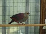 duiven, Dieren en Toebehoren, Vogels | Duiven