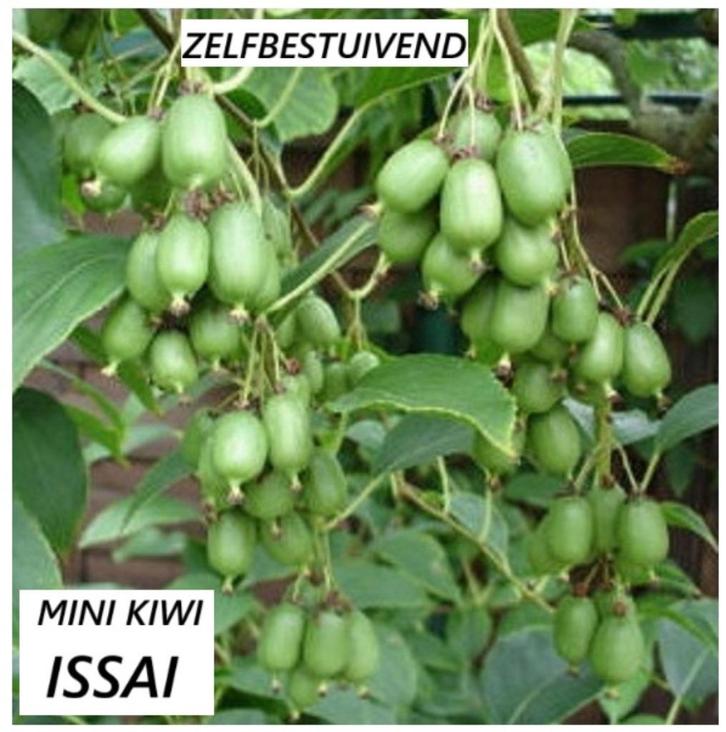 KIWIBES-PLANTEN ISSAÏ, zelfbestuivend, 1,5o/+ MTR, 16€/stuk, Tuin en Terras, Planten | Tuinplanten, Vaste plant, Fruitplanten
