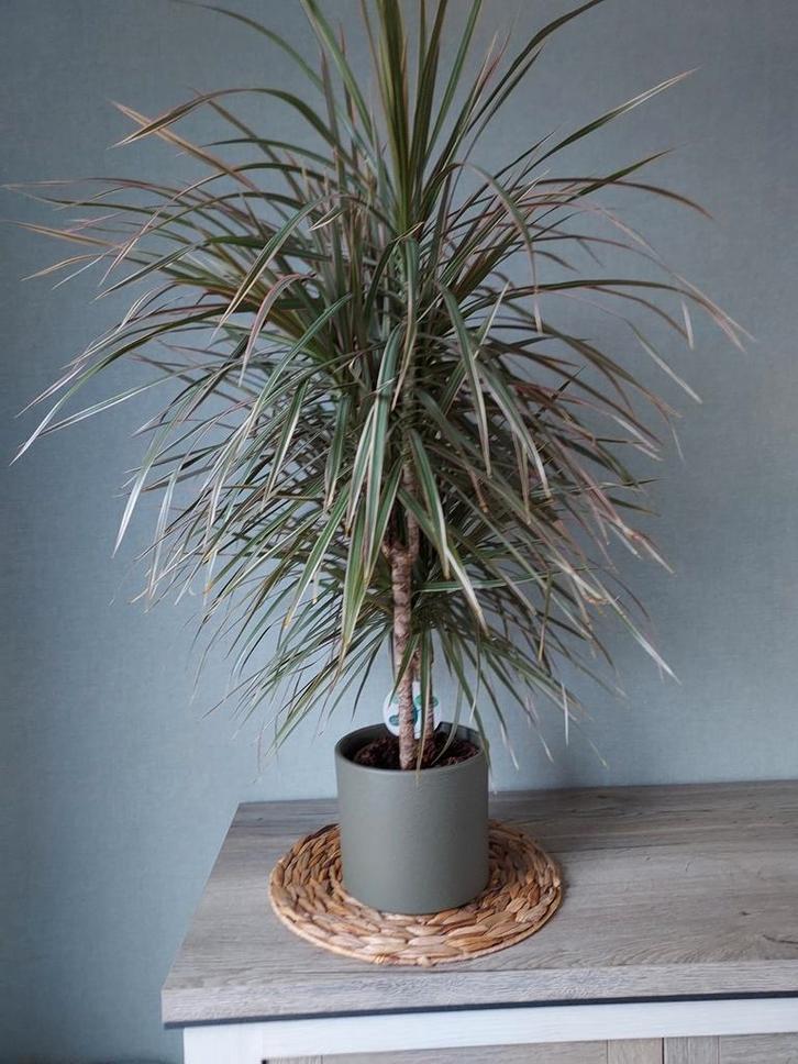 Kamerplant  110 cm hoog !, Tuin en Terras, Planten | Tuinplanten, Ophalen